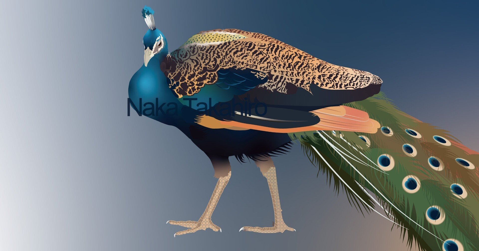 孔雀【イラスト】｜仲 高宏