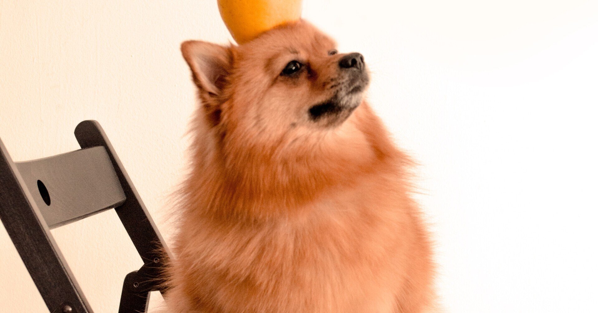 犬がリンゴを食べた時の健康への働き 日本生活環境支援協会 日本生活環境支援協会 Note