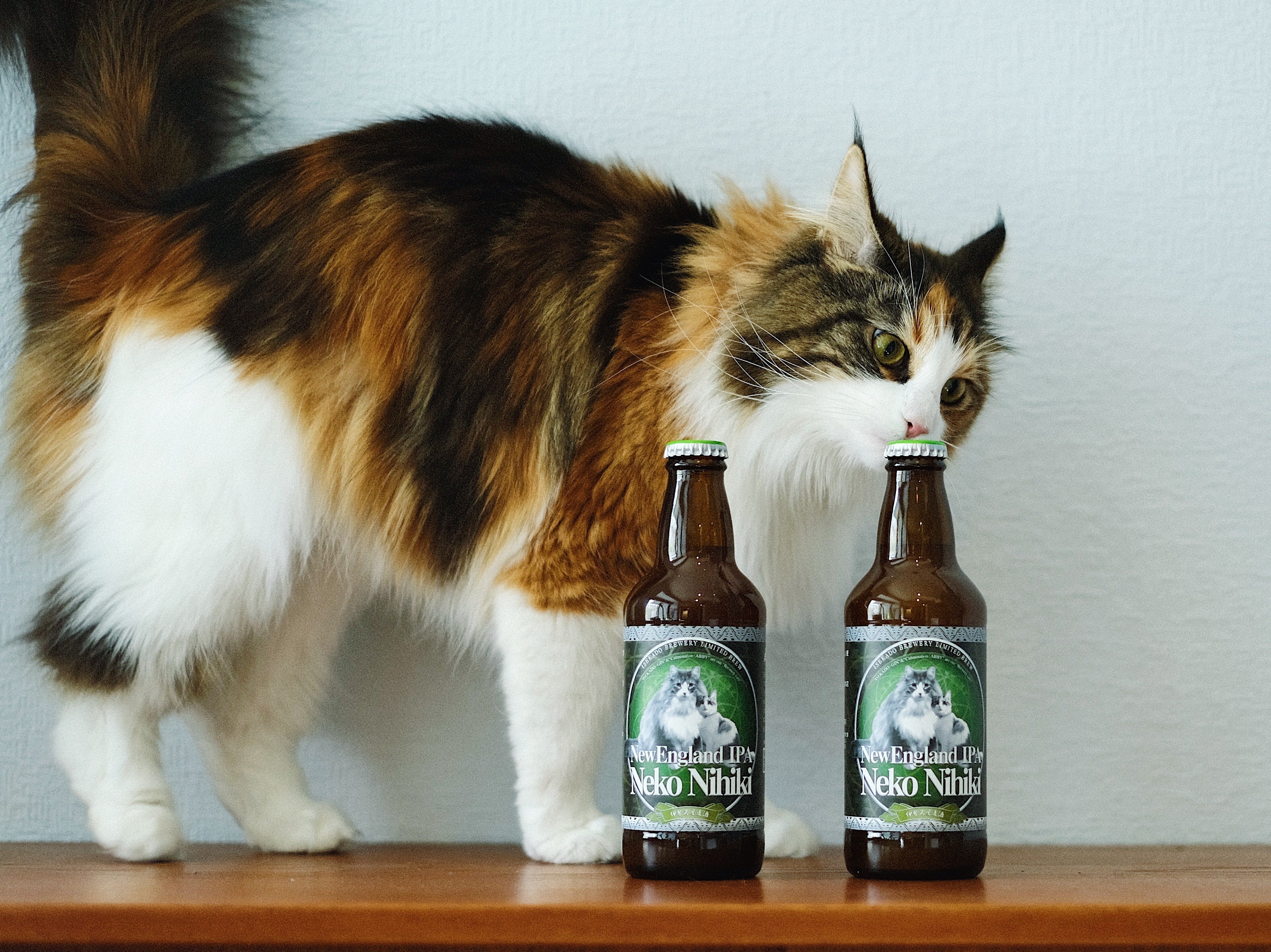 2月22日は猫の日！猫が2匹並んだかわいいパッケージが特長の伊勢角屋