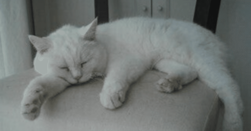 眠り猫ならぬ眠りカバ。