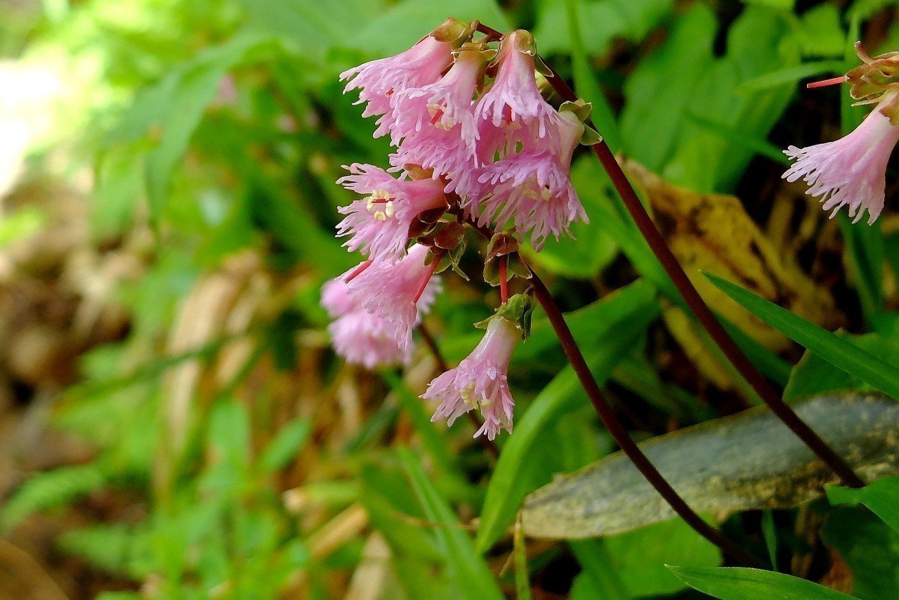 鮮やかなピンク色 コイワカガミ Hhaannaaiihh Note 鮮やかなピンク色 コイワカガミ Hhaannaaiihh Note