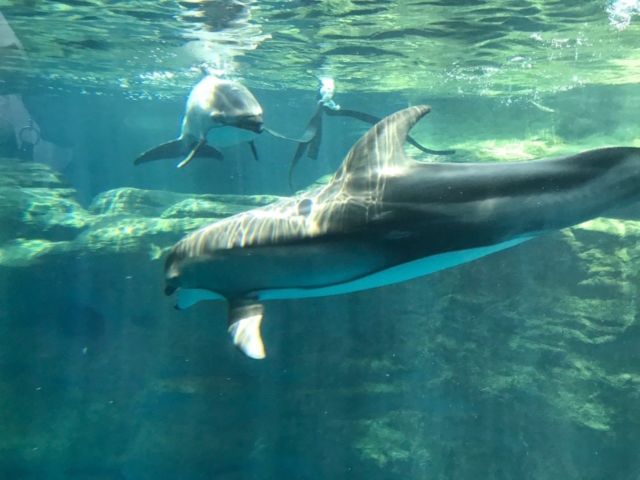 夏の海遊館 牧野なおき Note