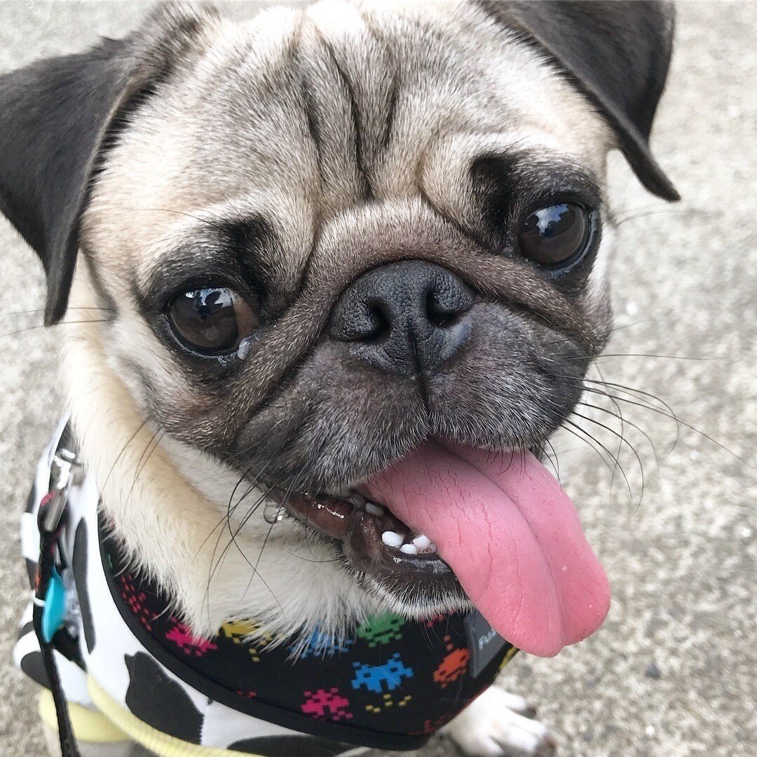 アポちゃんにあこがれて 宇宙兄弟 ケンスケ コバヤシ パグ ピース Note