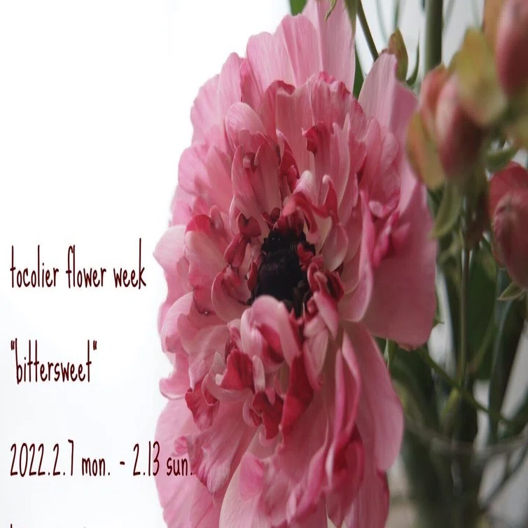 ラナンキュラス シャルロット Tocolier Note