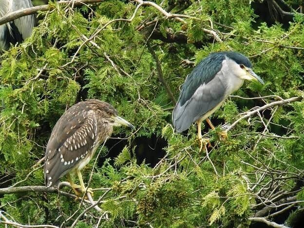 第1943回 気になる鳥 ⑴｜翆野 大地