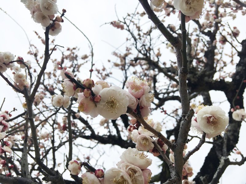≪写真１：梅の花（横）≫