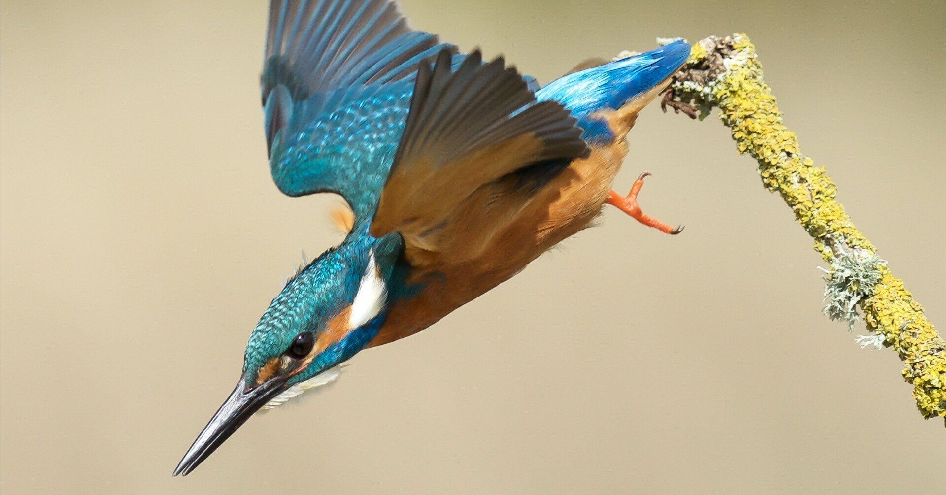 カワセミと新幹線500系開発 一般社団法人バイオミミクリー ジャパン 代表 Note カワセミと新幹線500系開発 一般社団法人バイオミミクリー ジャパン 代表 Note