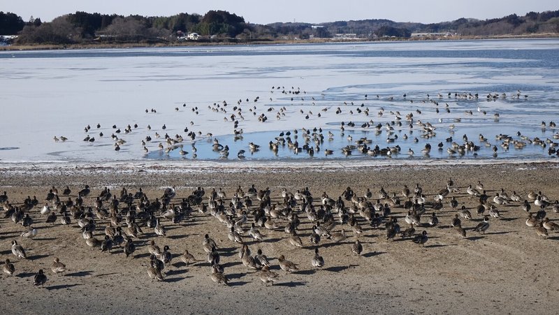 20220206_日曜日のゴミ拾い CLEAN WETLANDS Project (26)