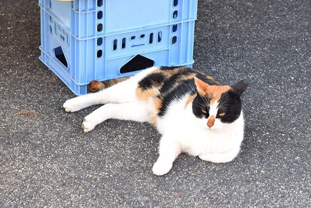 ねこじた 片山 緑紗 かたやま つかさ Note