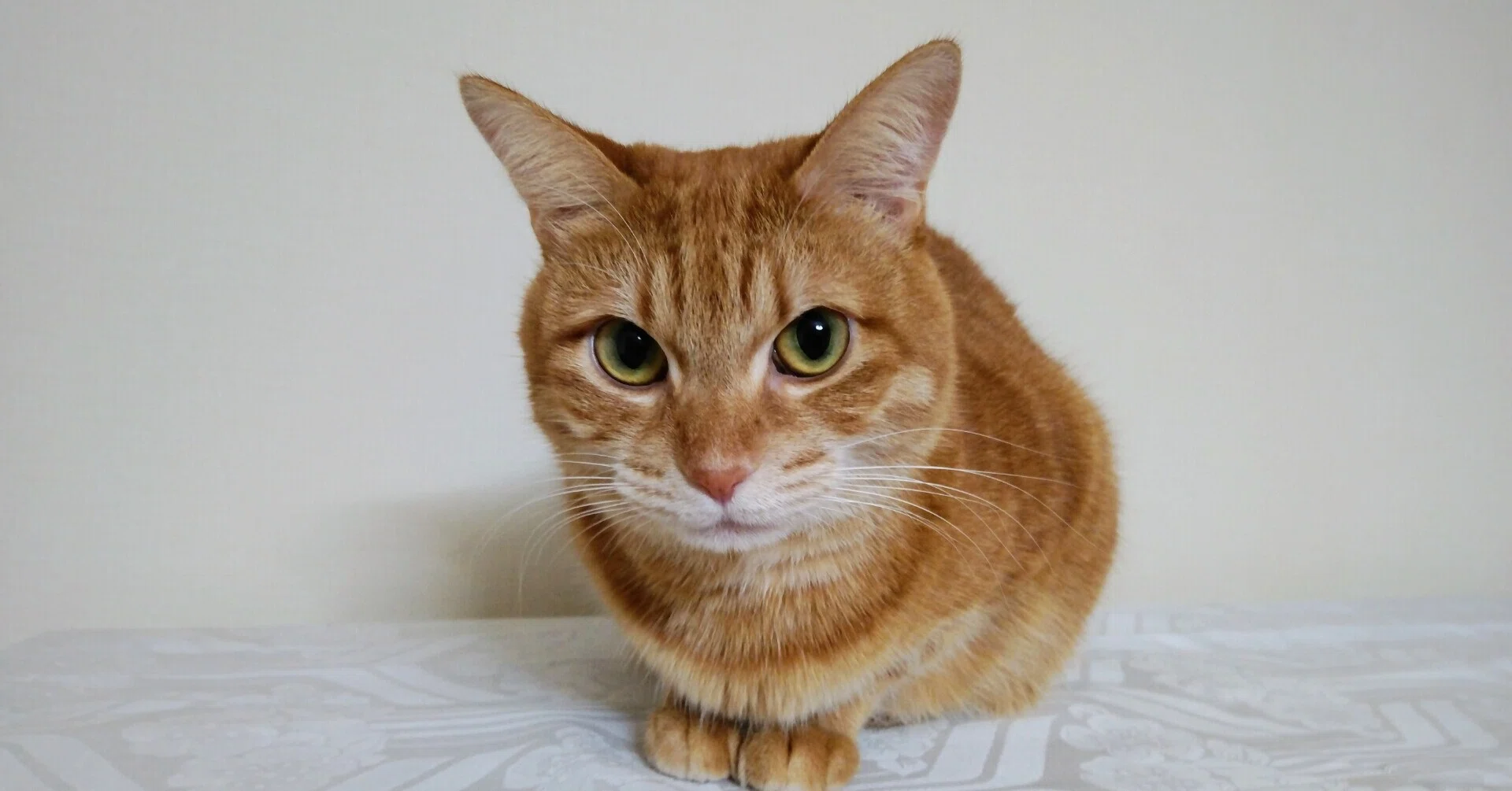 猫のいる幸せ 猫と暮らすということ Ko Enomoto Note 猫のいる幸せ 猫と暮らすということ Ko Enomoto Note