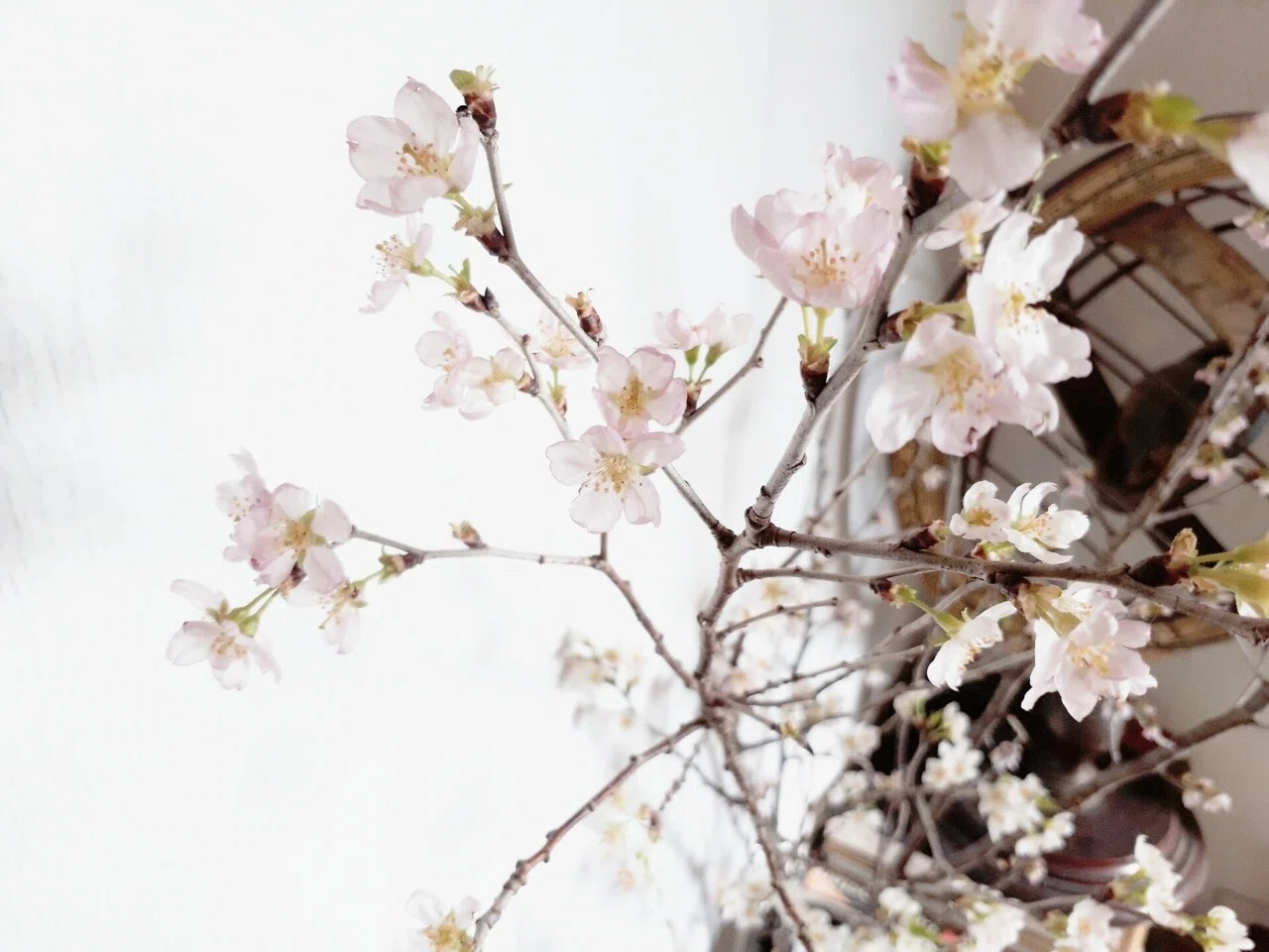 あの人がうんうん悩みながら、いろんな花を活けている。 その後ろ姿を眺めながら、たまに口を挟みつつ、してもらうことよりもあの人が「しない」ことを ...