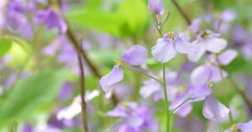 アメリカ英語とイギリス英語 ほんとうの違いに目を向ける 三浦陽一 Note