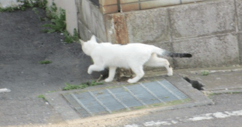 仔猫のバニラ（ショートストーリー）