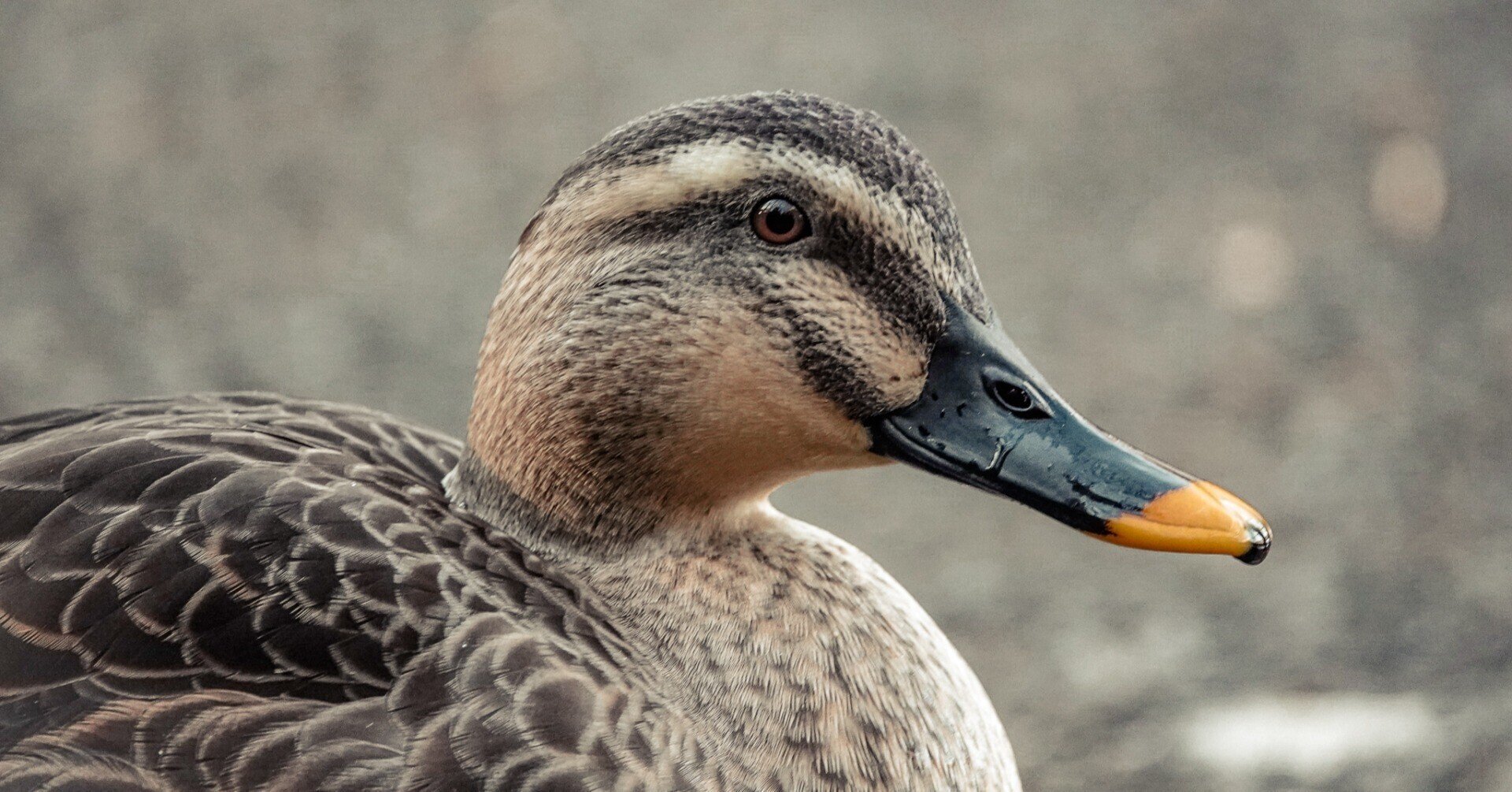 ドット絵 セパレートキーボード 給料 英語力 読んで良かった 22年2月21日版 風穴 江 Ko Kazaana Aka Windhole Note ドット絵 セパレートキーボード 給料 英語力 読んで良かった 22年2月21日版 風穴 江 Ko Kazaana Aka Windhole Note