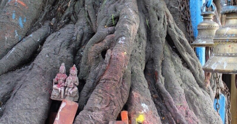 巨樹とミニシヴァ神とミニパールバティーとミニガネーシャ@kathmandu