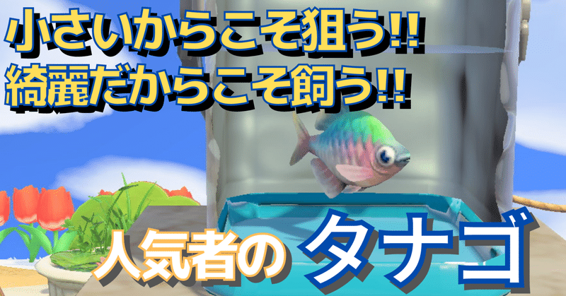 【あつ森から学ぶ生物の話】タナゴの魅力とは！飼育でも釣りでも楽しめちゃう虹色のお魚