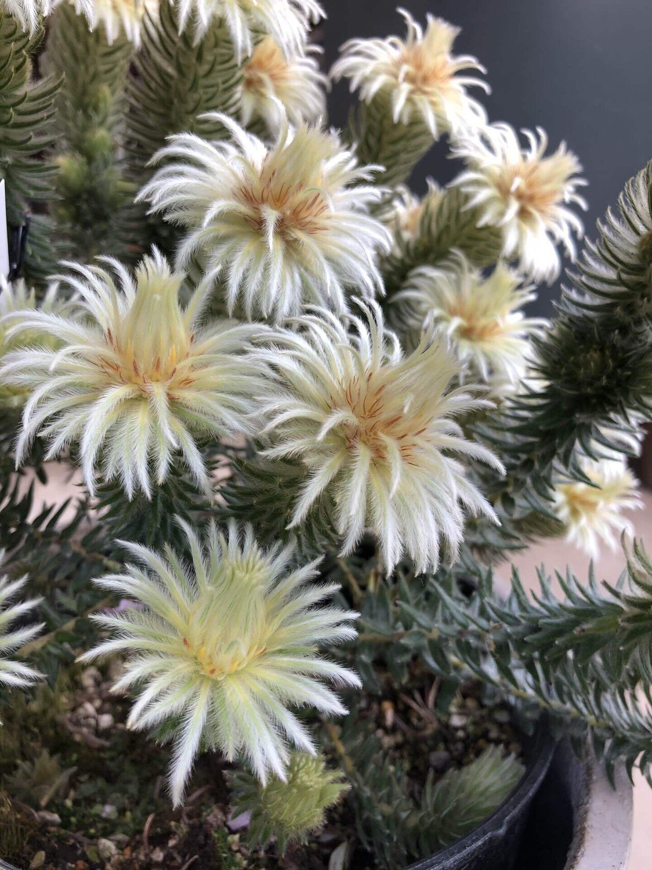 駒沢通り 花屋めぐり 8 Hachi Note 駒沢通り 花屋めぐり 8 Hachi Note