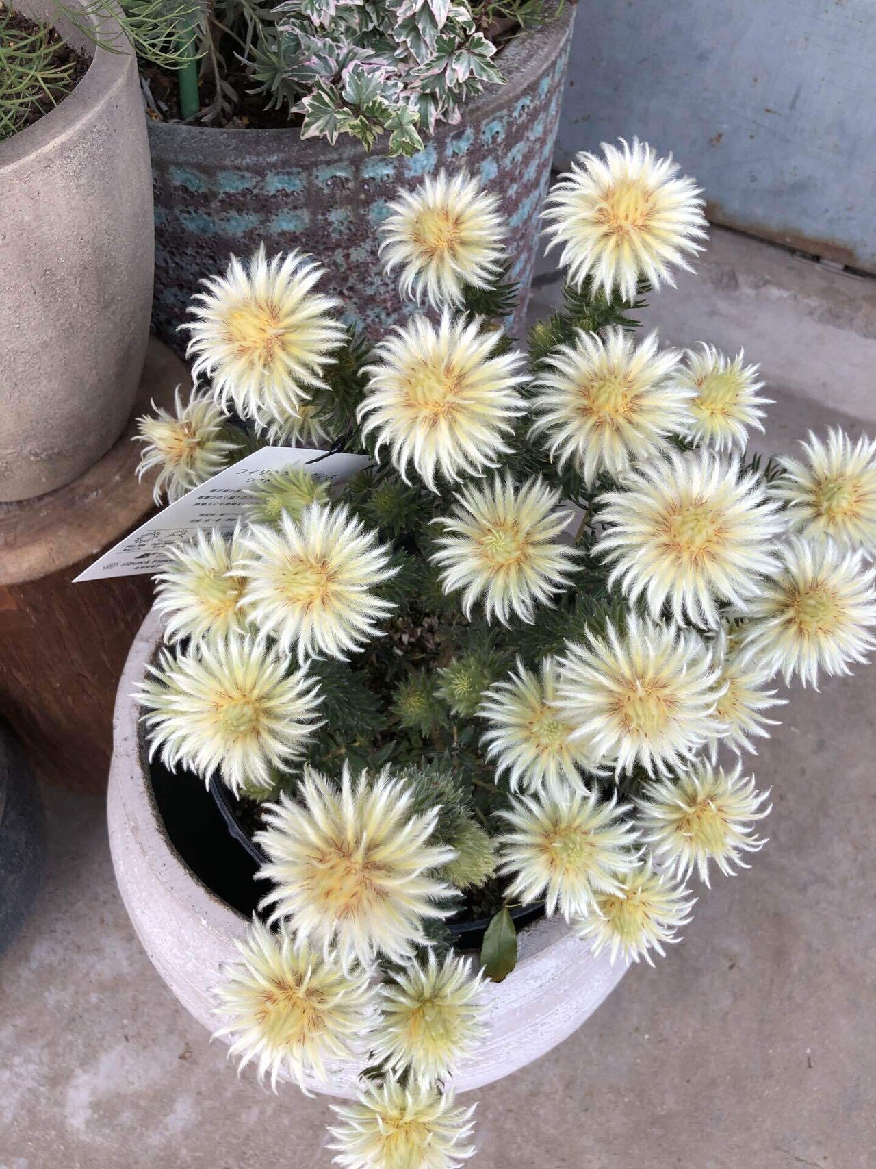 駒沢通り 花屋めぐり 8 Hachi Note 駒沢通り 花屋めぐり 8 Hachi Note