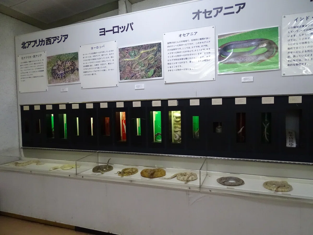 画像6