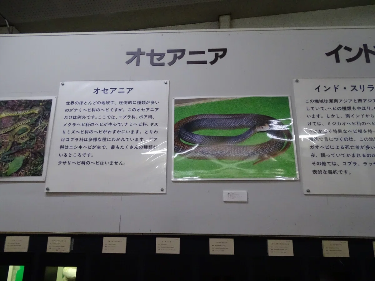 画像39