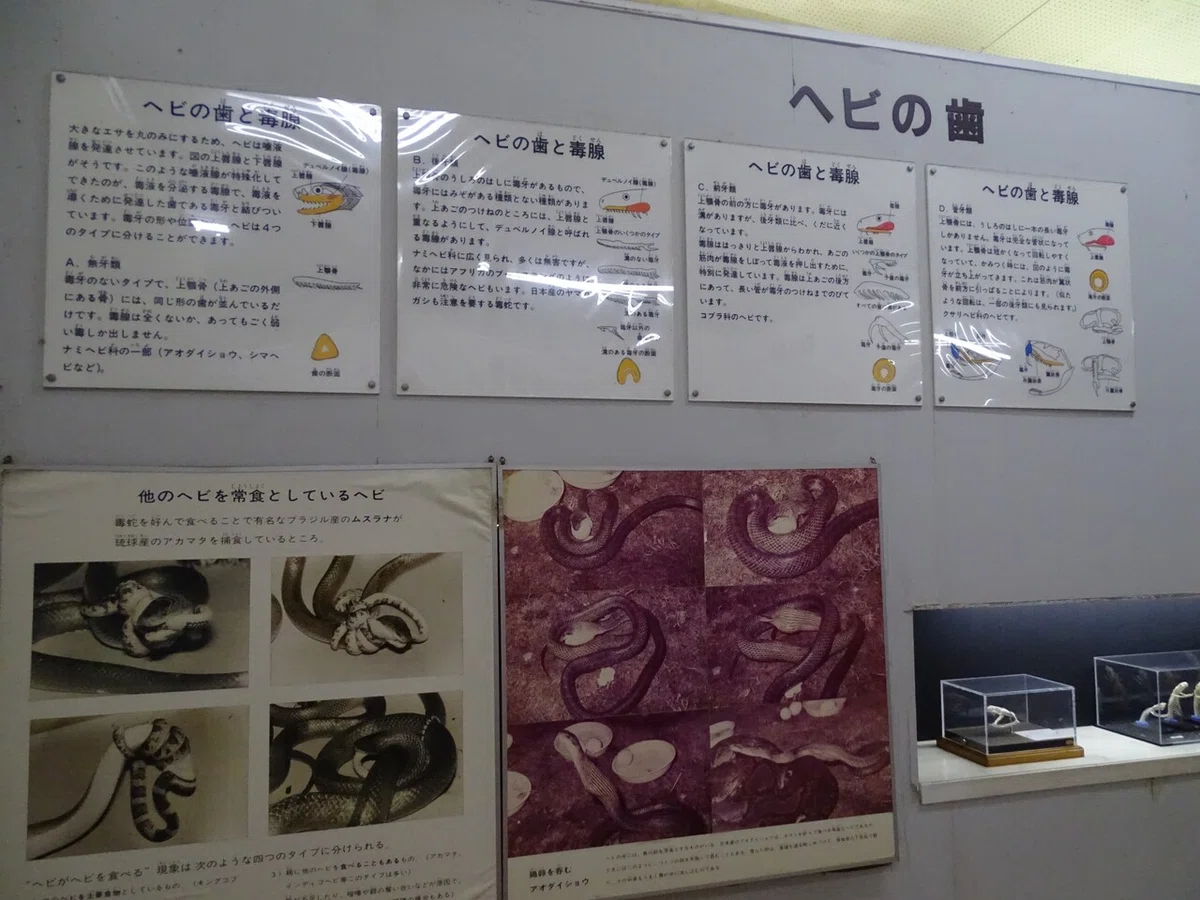 画像31