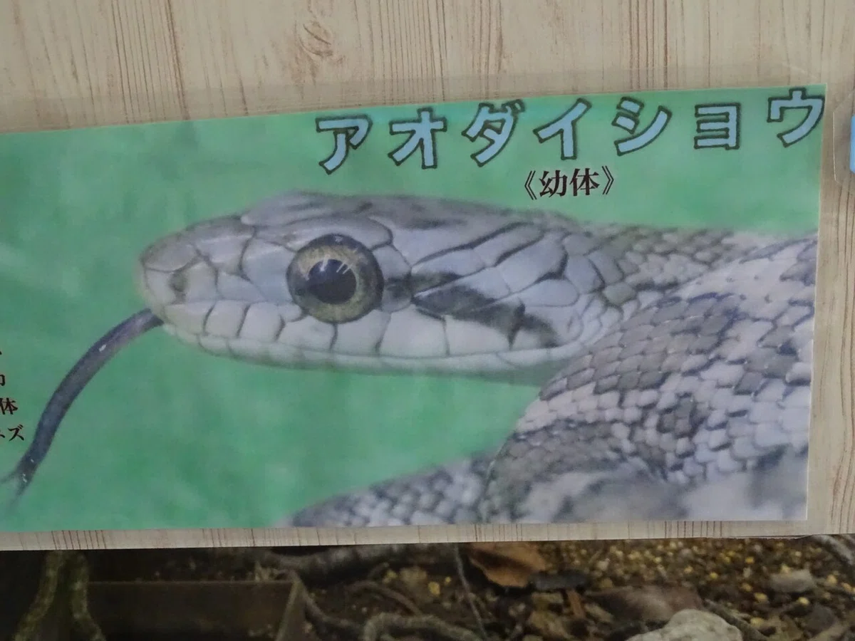 画像19