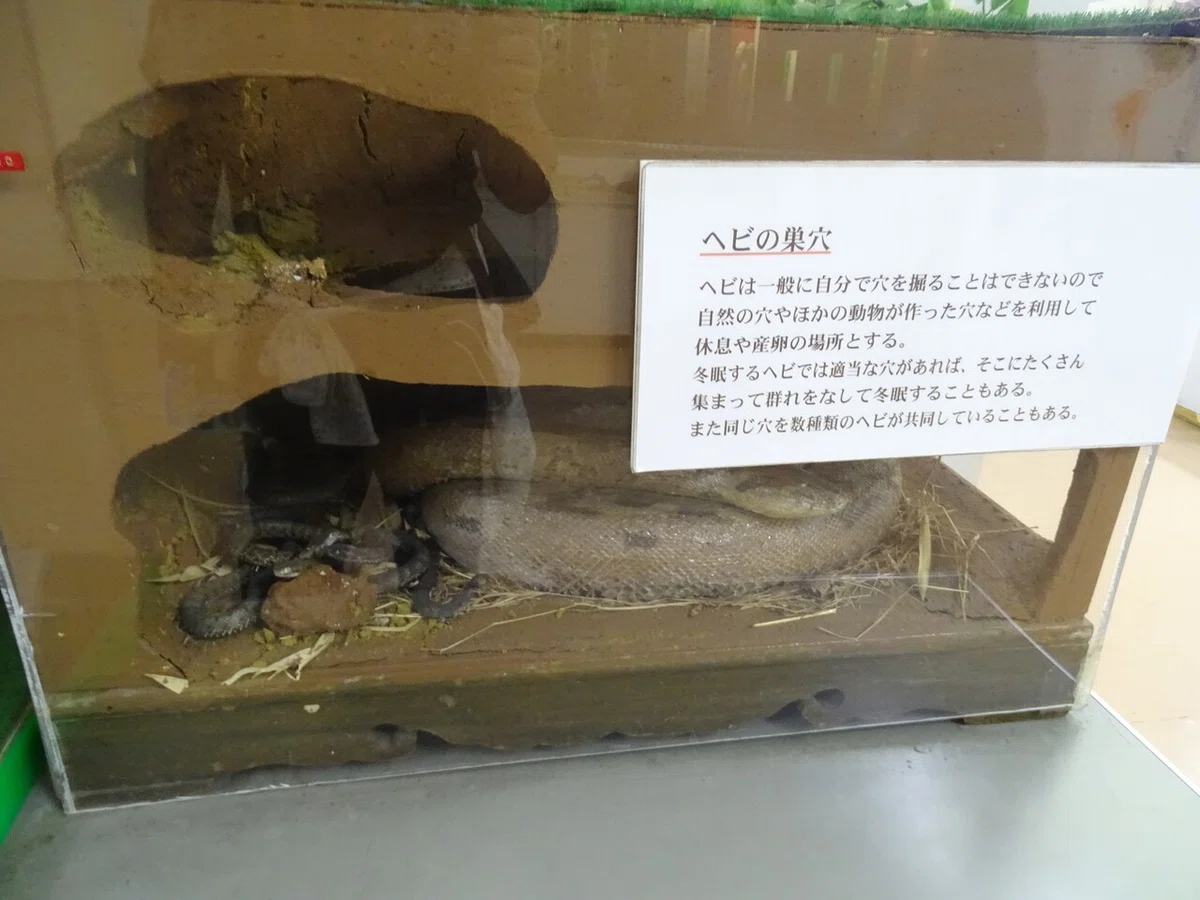 画像37
