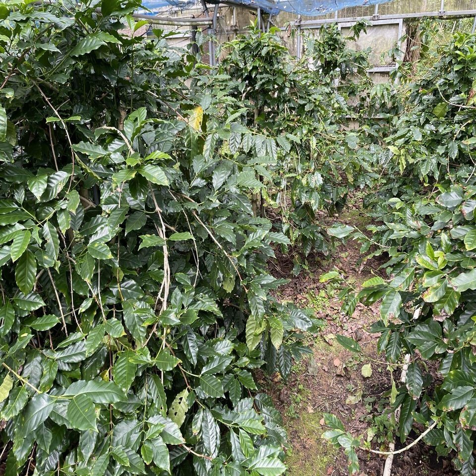 沖縄のコーヒー農園に出向く 門田和雄 Note