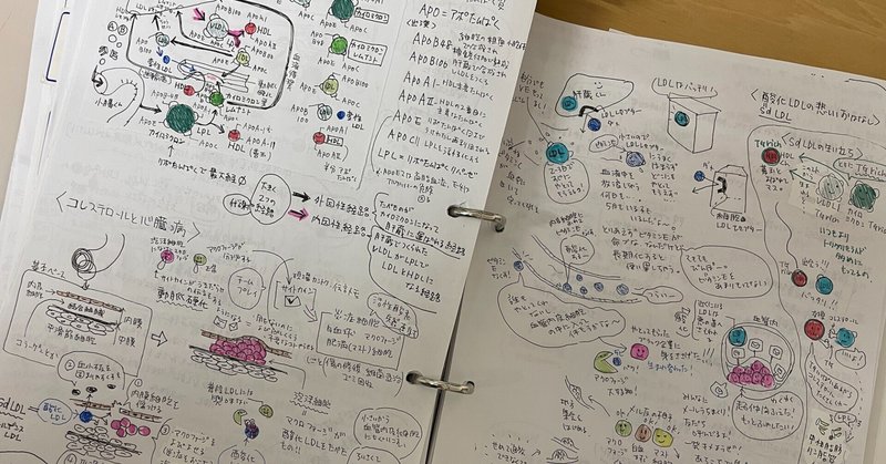 からだの音を聴く〜脂肪酸についての基礎の基礎を少しだけ。