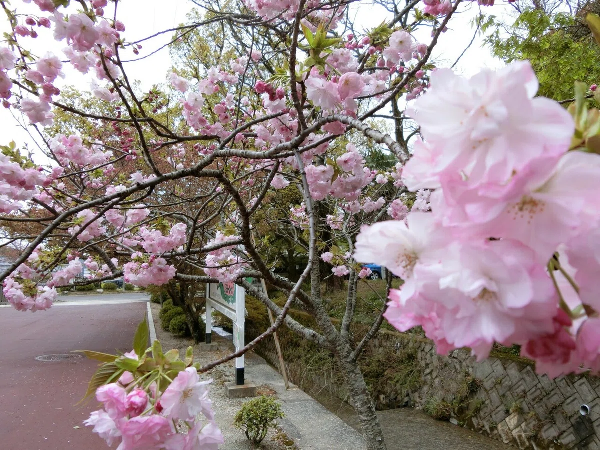 画像5