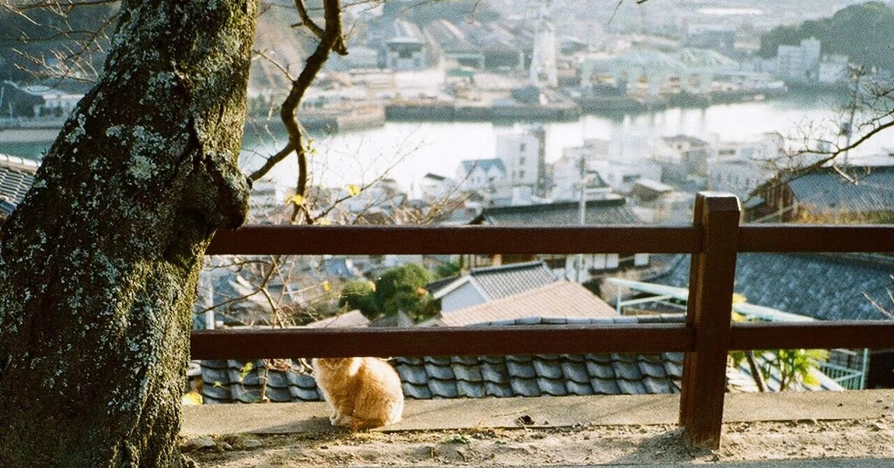 ぶらり猫道尾道さんぽ道｜Tutuyu Onomichi Cafe(食堂日記)