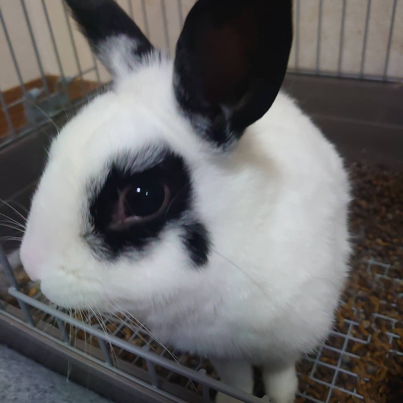 楽しいことを 考えて歩いて 楽しいことを 考えて食べて 楽しいことを 考えて眠る それだけでも人生は 今よりずっと 楽しく て幸せになるよ うさぎの心 Note