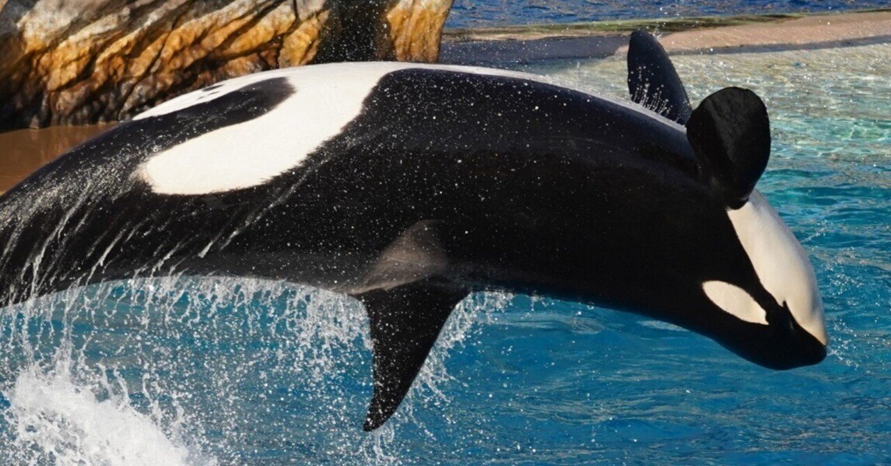 Solana の Orca で独自プールを作る｜yugure.sol