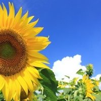 ルージュラの鳴き声を全力で文字にする うえだりょう エンタメ随筆 Note