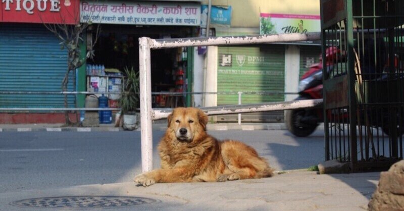 ストリートでサヴァイヴする犬@kathmandu