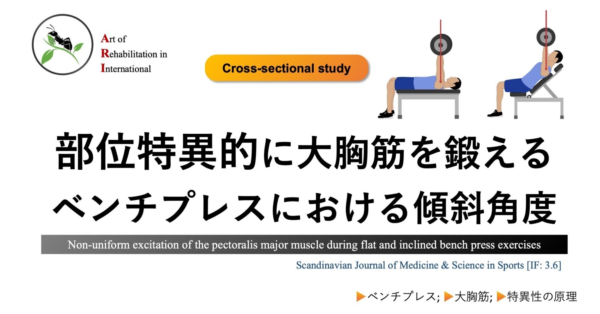 部位特異的に大胸筋を鍛える：ベンチプレスにおける傾斜角度｜Super