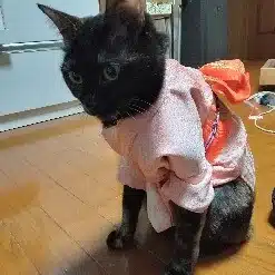 みいなちん