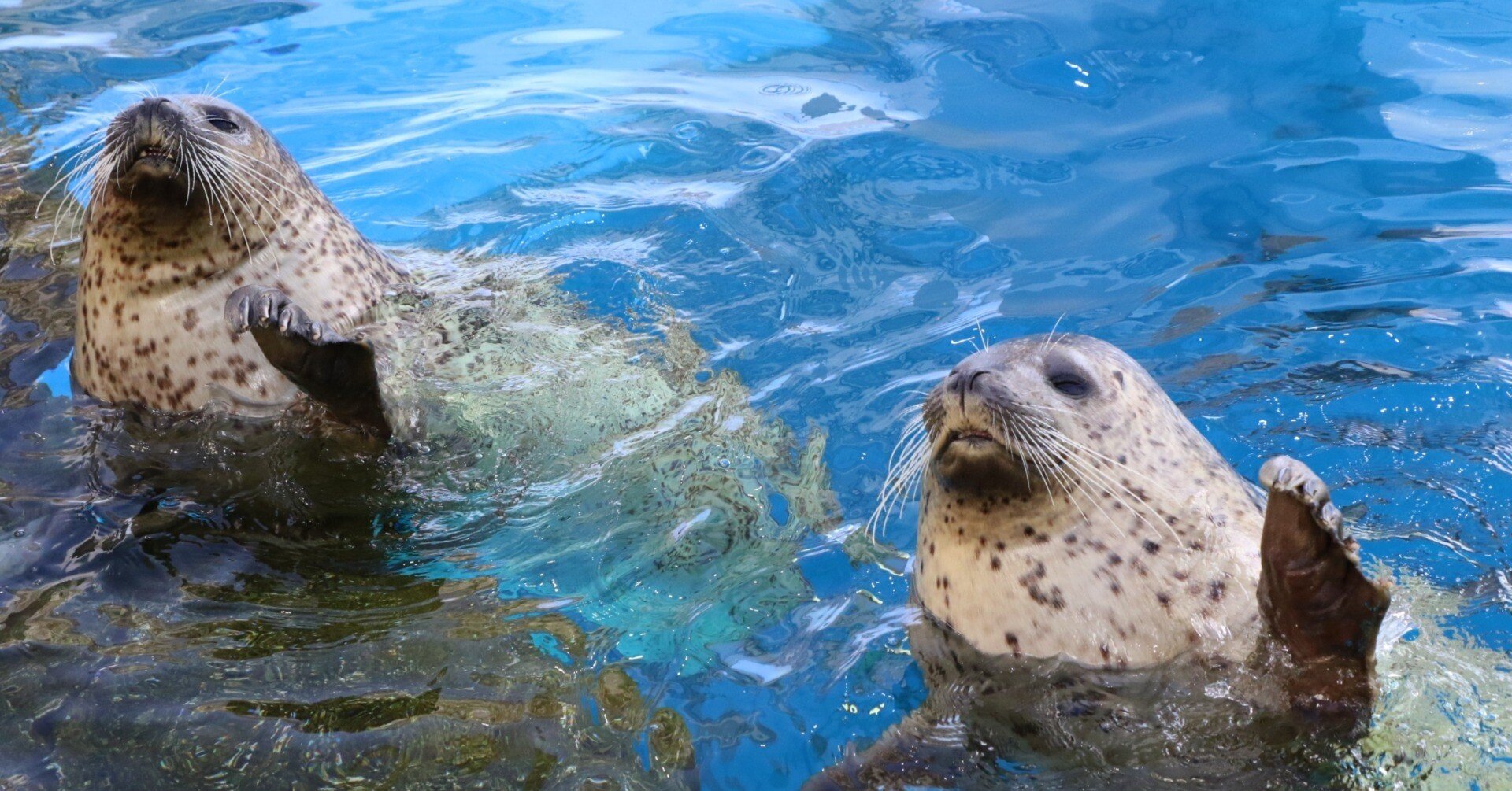 ゆうきとポーロ｜仙台うみの杜水族館