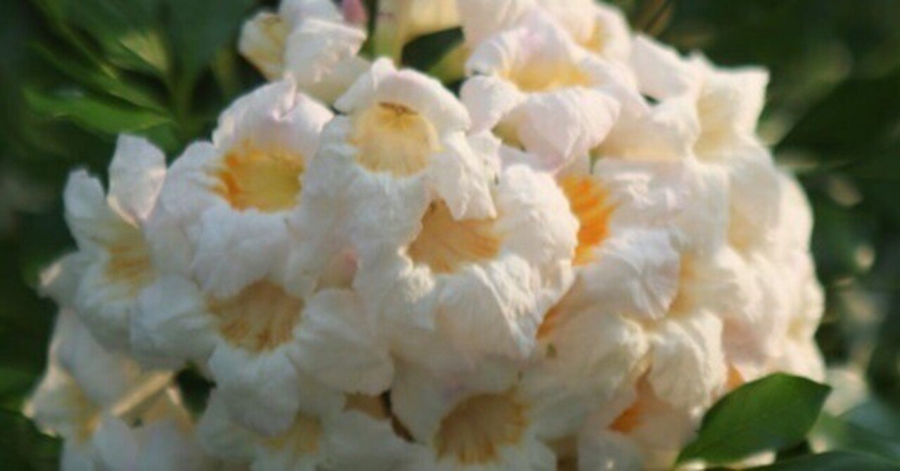 和名は薫る水の花 英名は昆明 泰名は雲南 ラデルマケラ タイでどこにでも咲く花 42 Masayuki Saito Note
