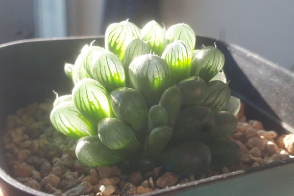 ハオルチア の新着タグ記事一覧 Note つくる つながる とどける ハオルチア の新着タグ記事一覧 Note つくる つながる とどける