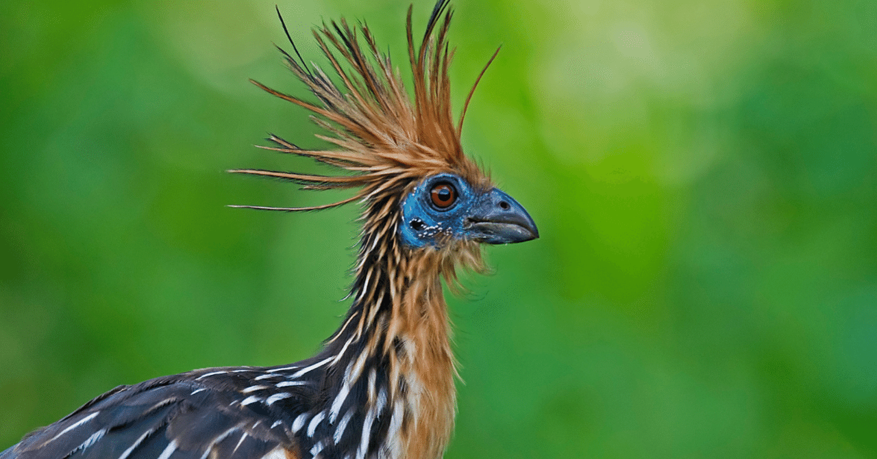 気になる生態 17 世界一 臭い鳥 のサバイバルスキル ツメバケイ ちーた Note