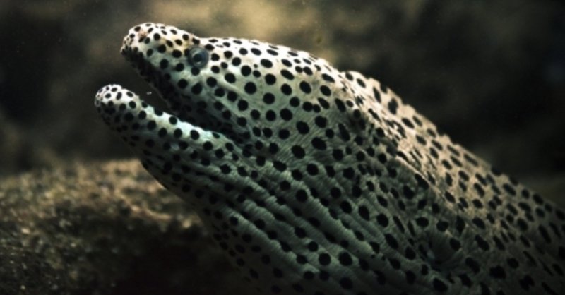 海のギャングを喰らう 舛田光洋マスダミツヒロ Note