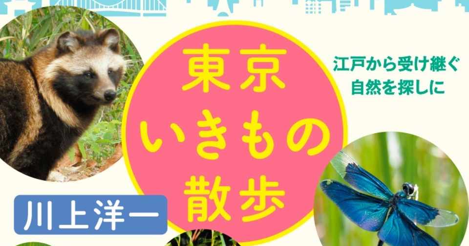 親子で自由研究 都市部でもセミの羽化が簡単に見られるコツ 動画あり 東京いきもの散歩 番外篇 Hayakawa Books Magazines B