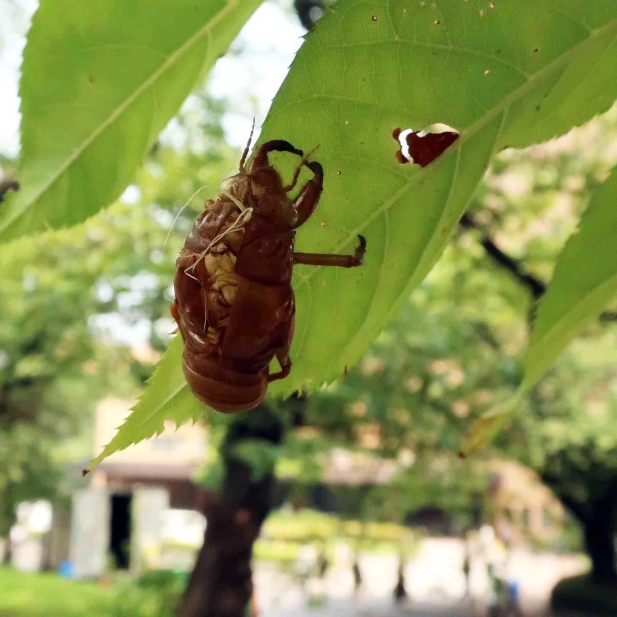 親子で自由研究 都市部でもセミの羽化が簡単に見られるコツ 動画あり 東京いきもの散歩 番外篇 Hayakawa Books Magazines B