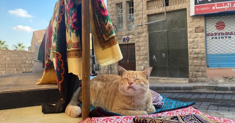 ヨルダンに来て初めて猫の可愛さを知った