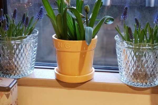 ムスカリ水耕栽培 の新着タグ記事一覧 Note つくる つながる とどける ムスカリ水耕栽培 の新着タグ記事一覧 Note つくる つながる とどける