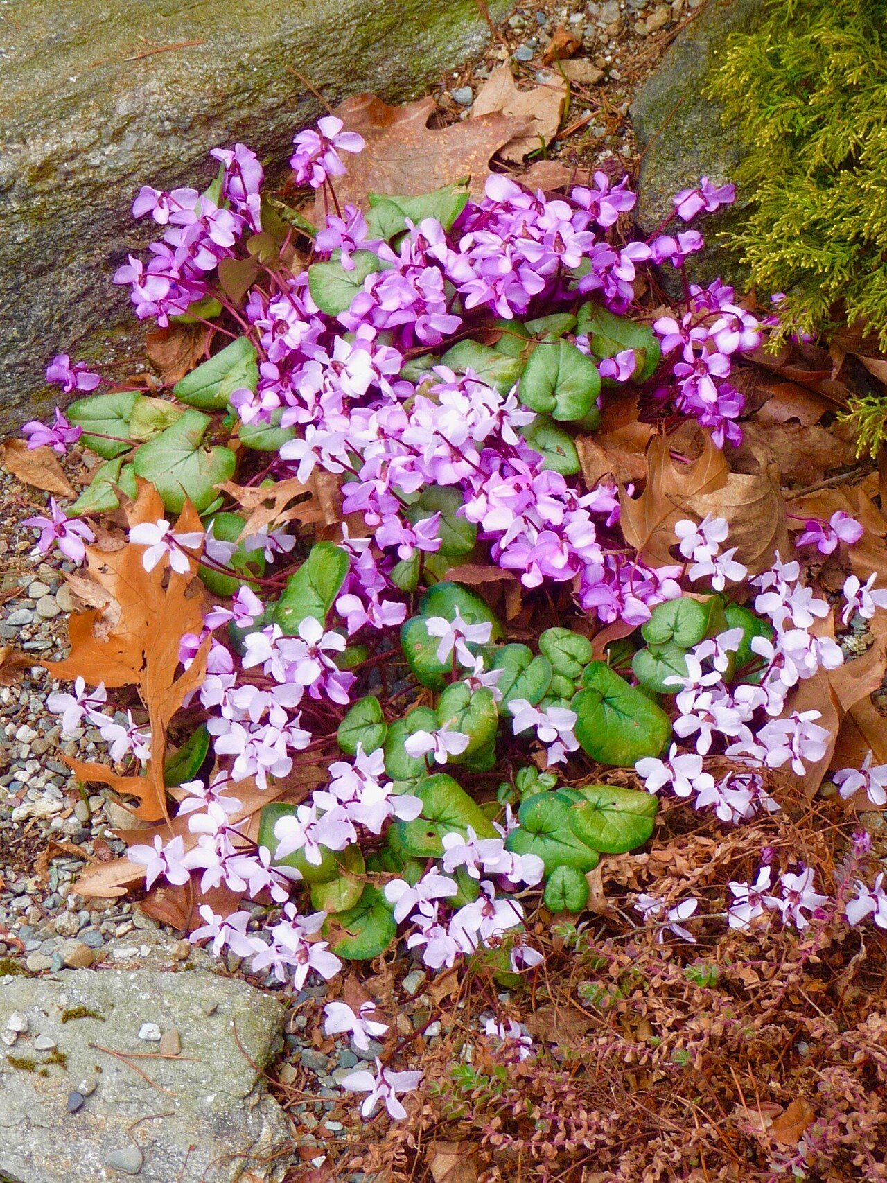 木の根花入れ 自然木の花器 吊舟花入 欅・枝 - のんびりぼっこ広場