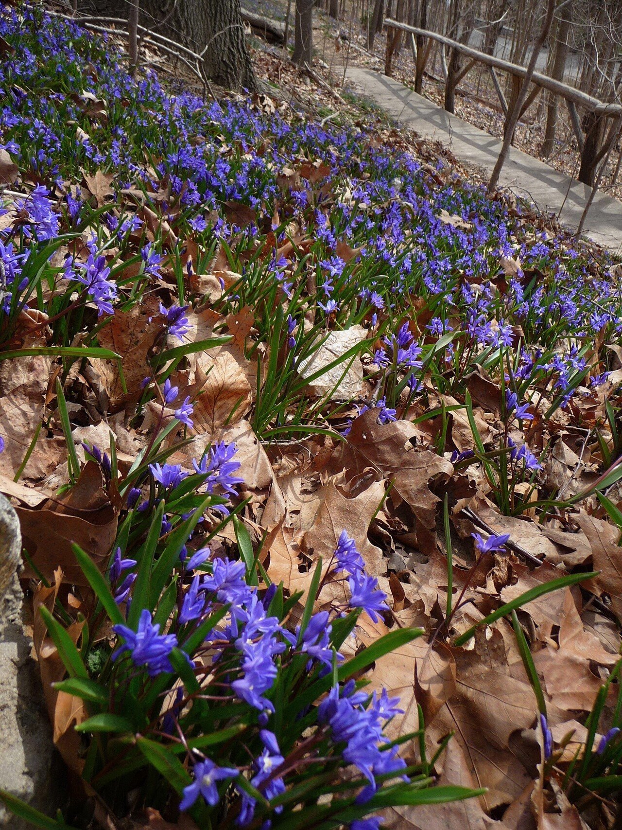 木の根花入れ 自然木の花器 吊舟花入 欅・枝 - のんびりぼっこ広場
