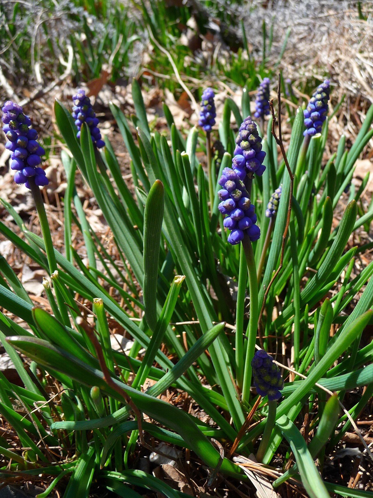 60 Minor Bulbs を「マイナー」と言う勿れ-春先に咲く小球根たち