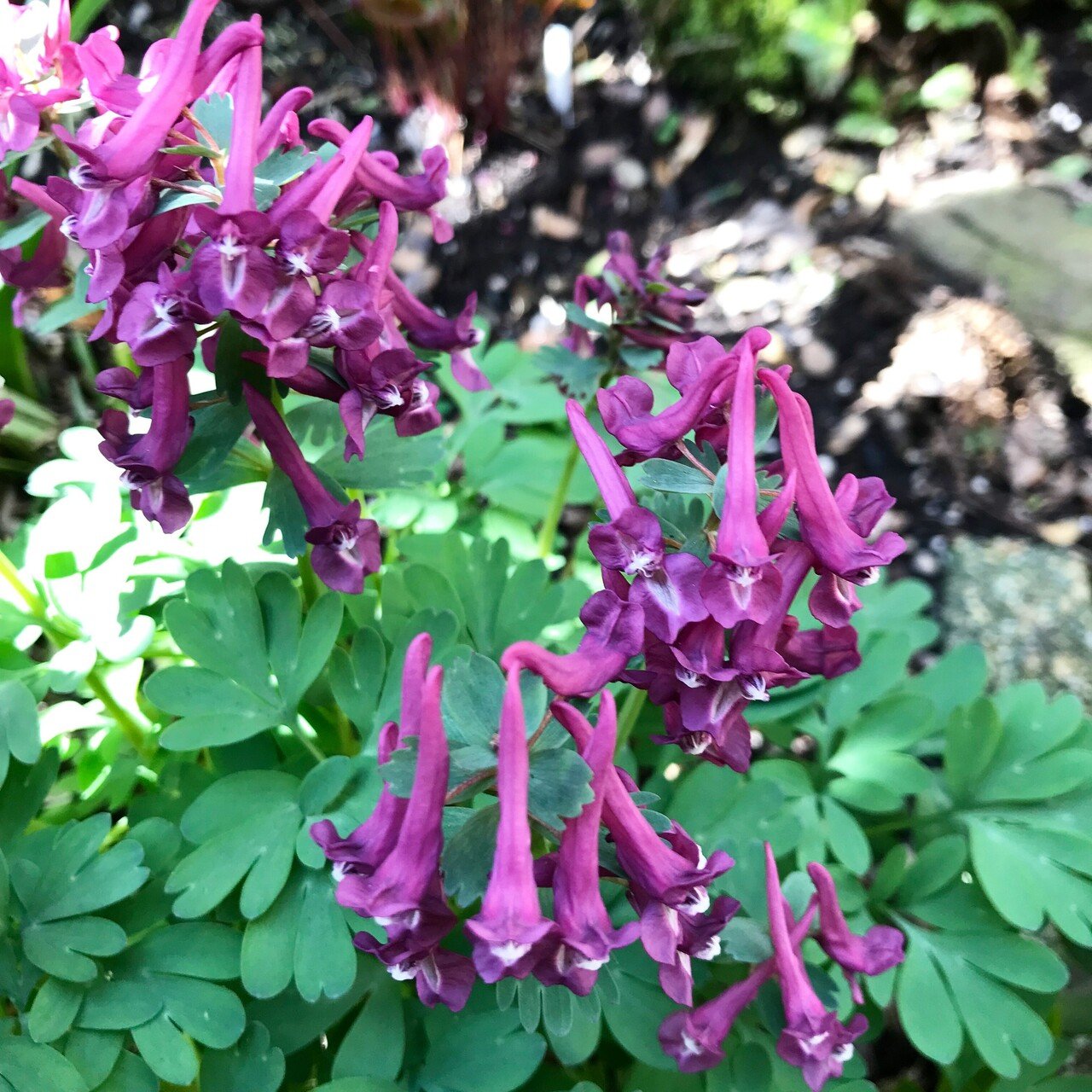 ベニスの花 世界の国花シリーズ IT イタリア | 科技研花图画书